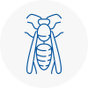 Bishops Waltham Wasp Nest Removal
